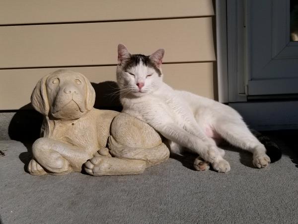 /images/uploads/juneau animal rescue/alaskapets2020/entries/14968thumb.jpg